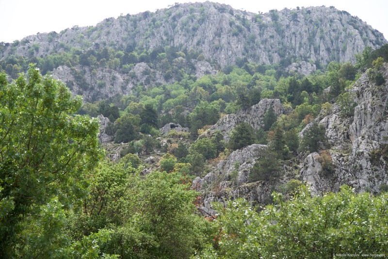 Termessos