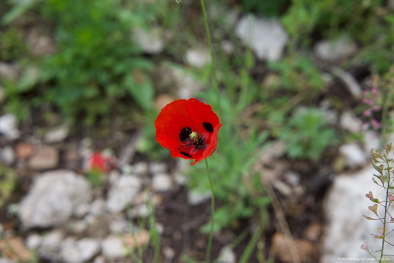 Termessos
