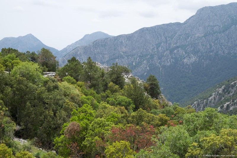 Termessos