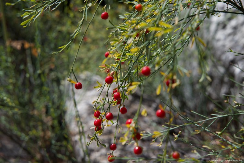 Termessos
