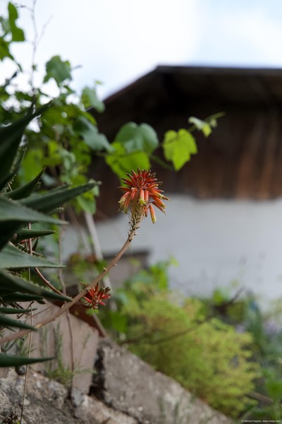 Kaleichi