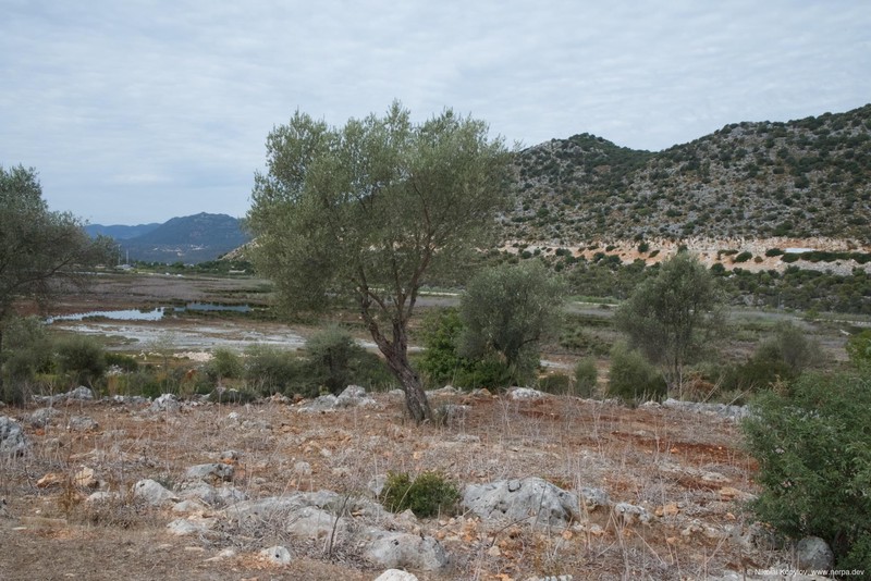Andriake