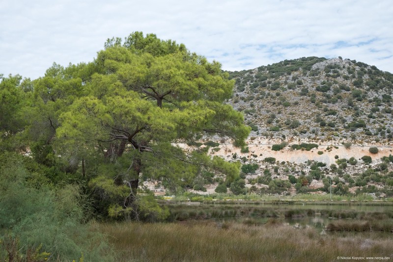 Andriake