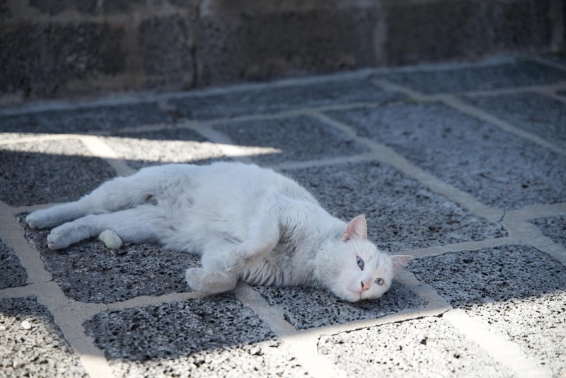 Кошечка отдахает