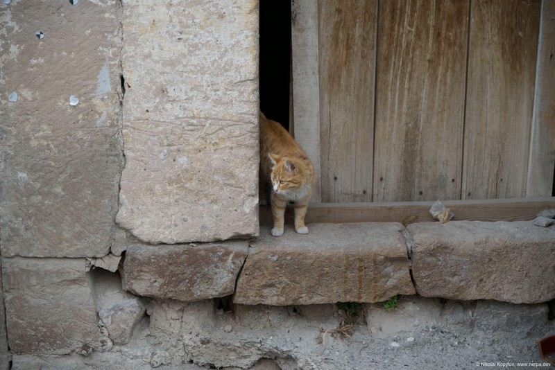 Каппадокийский кот